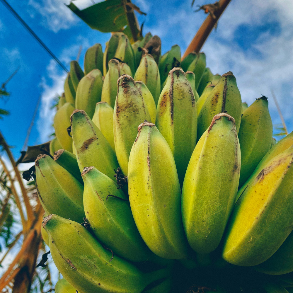 madeira bananen2