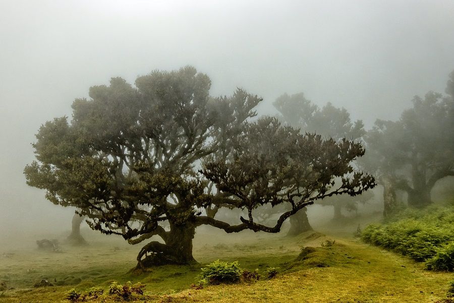 Lorbeerwald Madeira